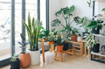 20 plantas para ambientes fechados guia completo