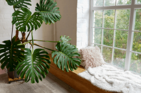 Plantas para dentro de casa