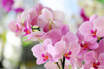 Tipos de Orquideas