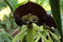 Orquídea Negra